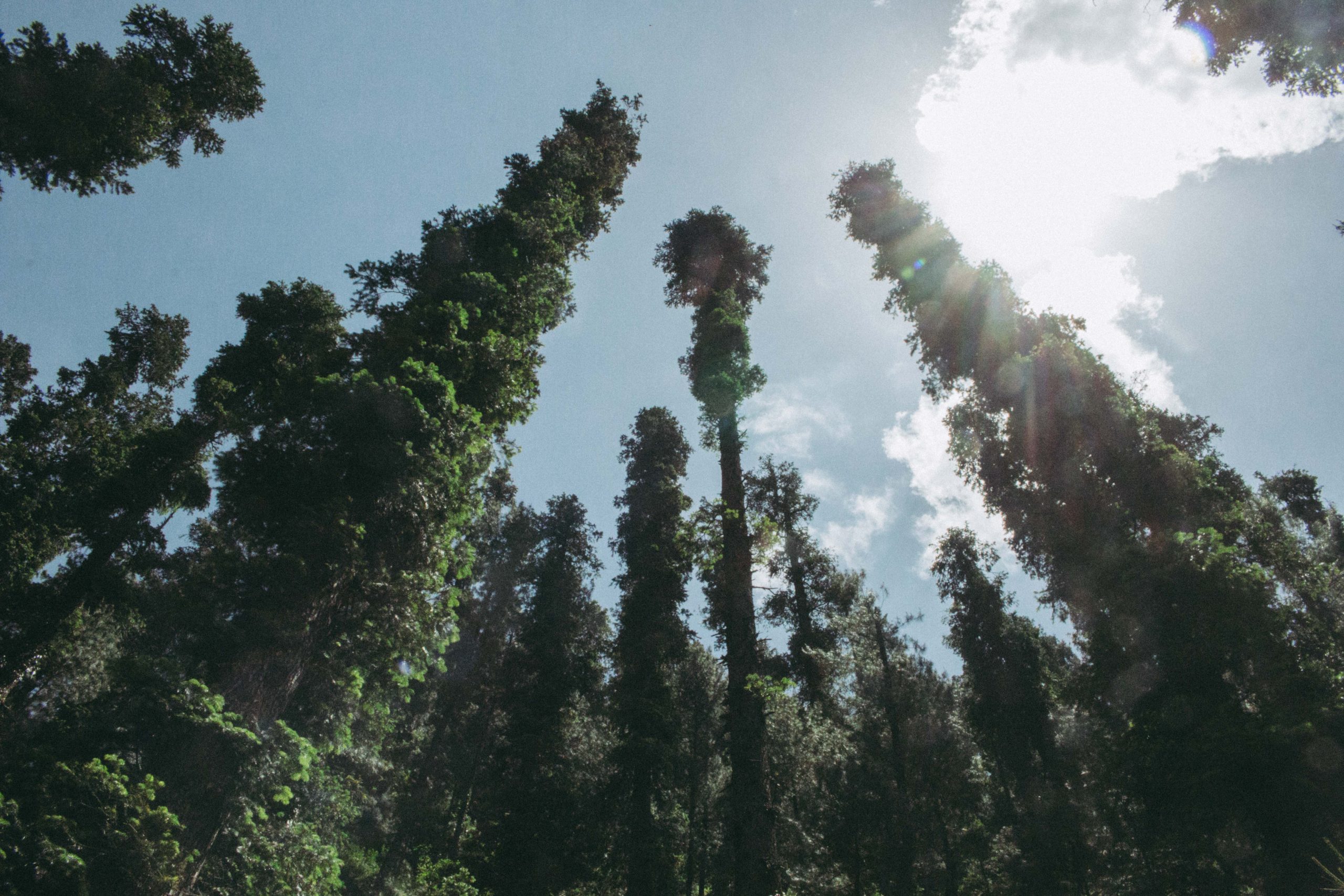 Galiyat pine trees Pakistan